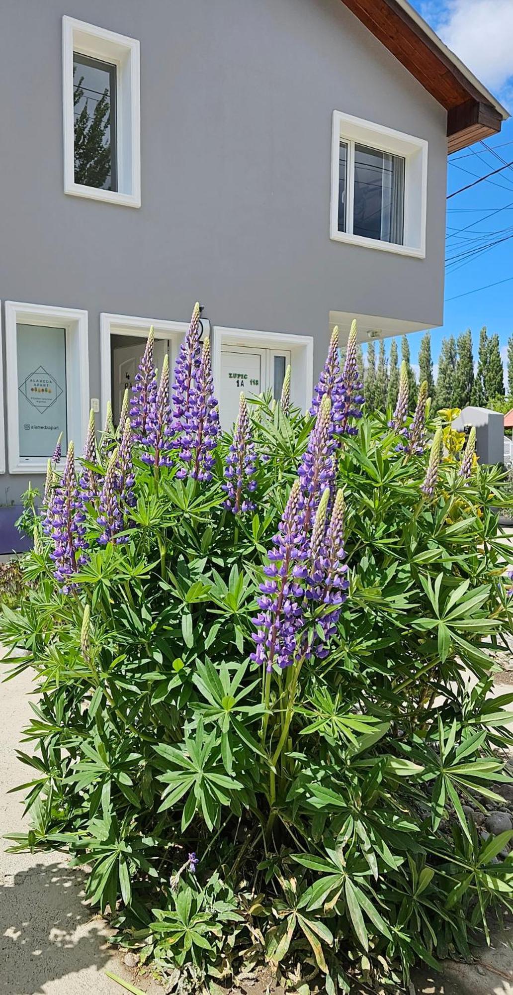 Alameda Apart エル・カラファテ エクステリア 写真